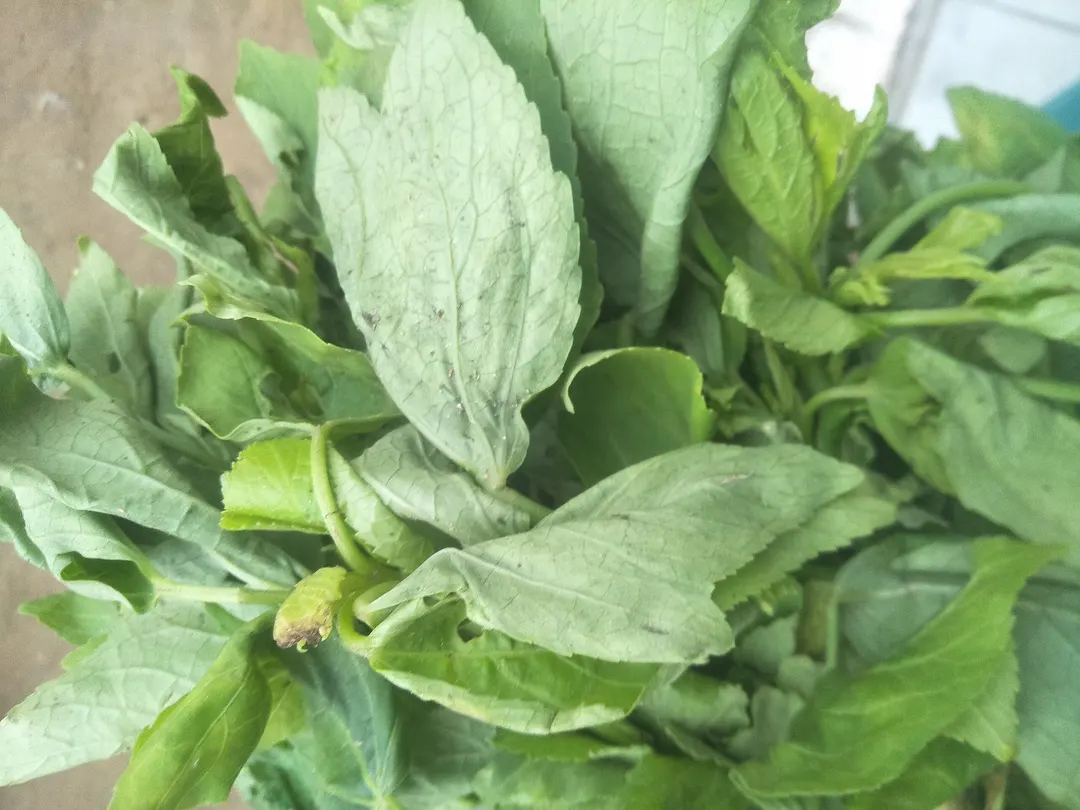 Yakuwa leaf