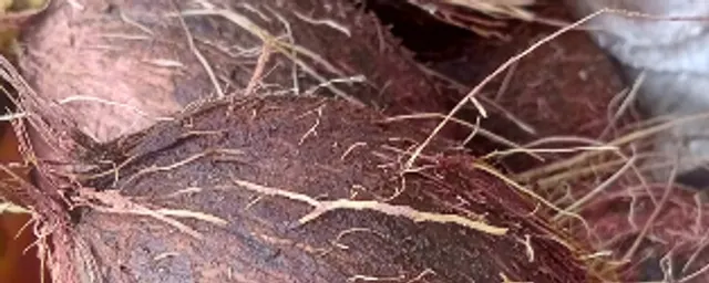 COCONUT