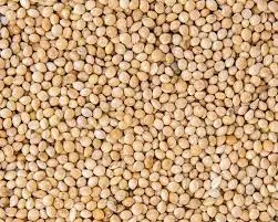 white millet