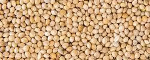 white millet