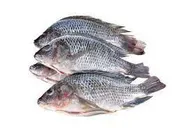 Tilapia