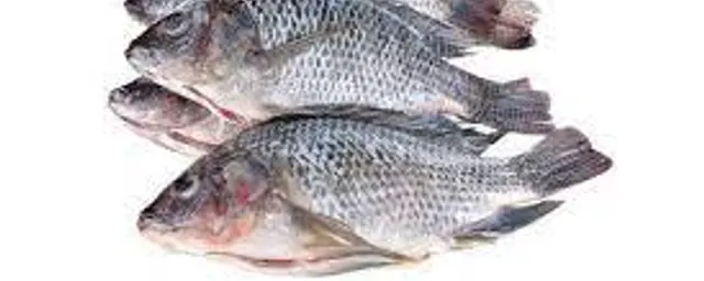 Tilapia