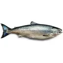 Salmon 1.9kg