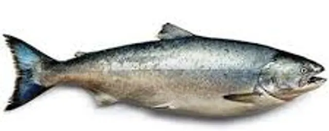 Salmon 1.9kg