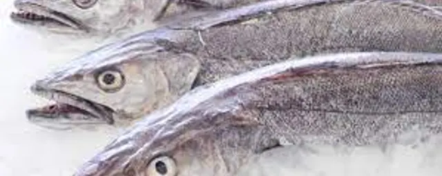 Hake