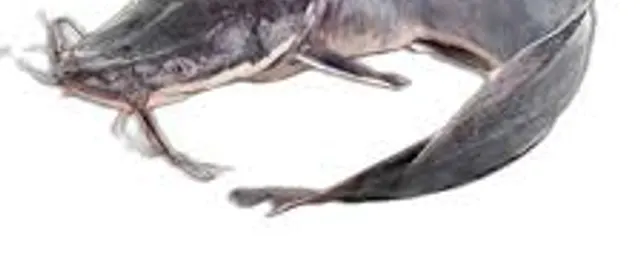 Catfish medium