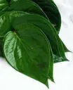 Okazi leaf