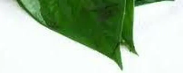 Okazi leaf