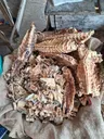 stockfish