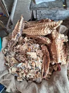 stockfish