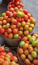 tomatoes