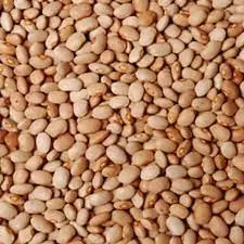 Oloyin beans