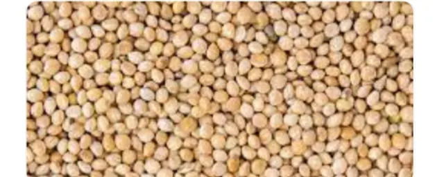 Red millet