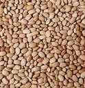 Olo drum beans