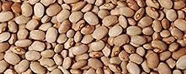 Olo drum beans