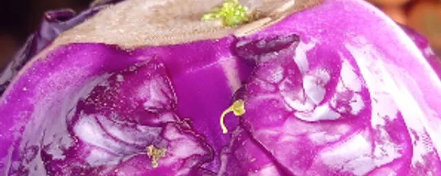 PURPLE CABBAGE