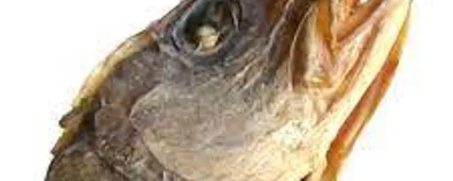 Stockfish head