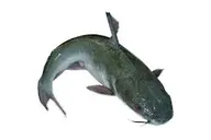 Live catfish Big
