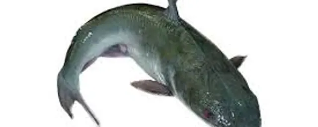 Live catfish Big