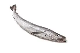Hake medium size