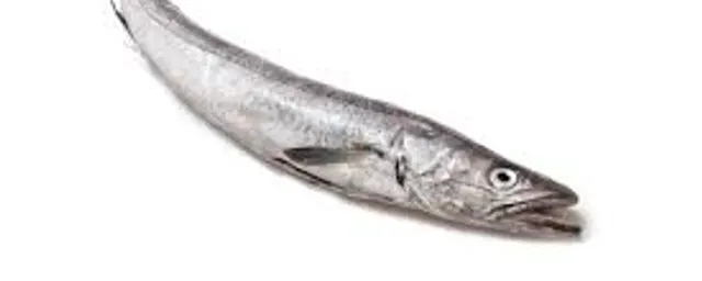 Hake medium size