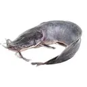 Catfish medium