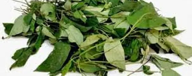 Uziza leaf