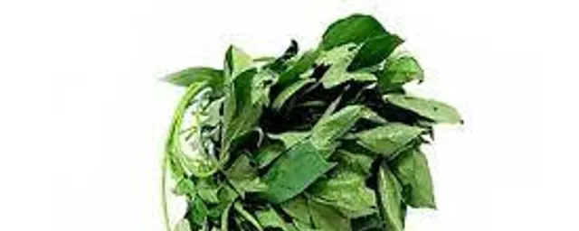 bitterleaf
