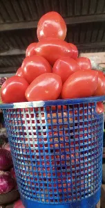 Full basket Tomatoes