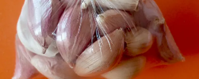 Garlic