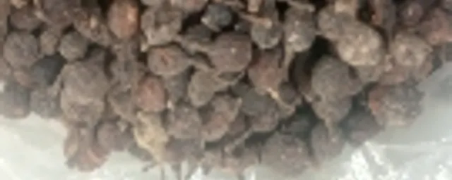 UZIZA SEED