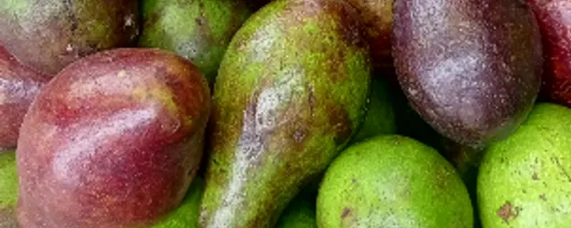 AVOCADO
