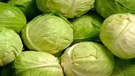 Cabbage
