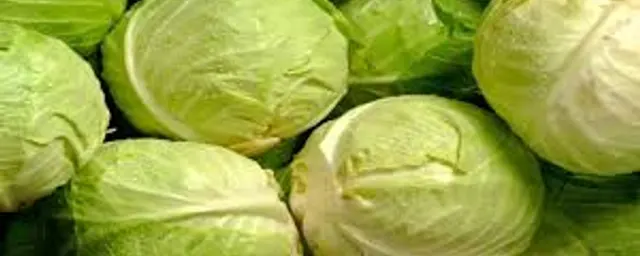 Cabbage