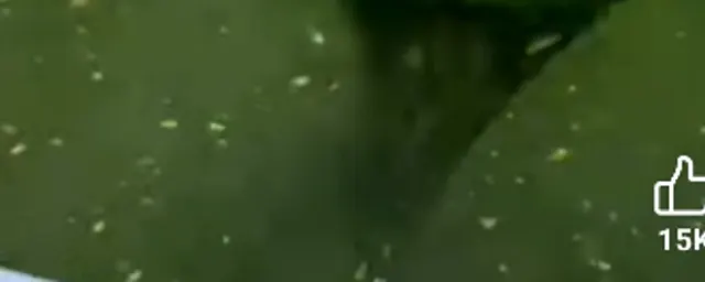 ewedu