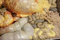 Intestines