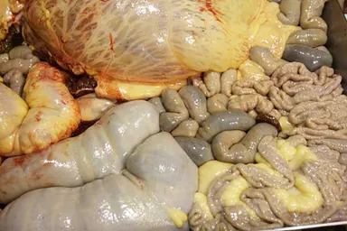 Intestines