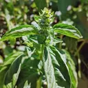 Basil leaves (per bunch)
