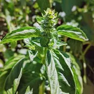 Basil leaves (per bunch)