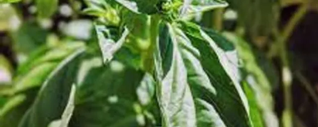 Basil leaves (per bunch)