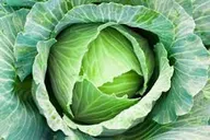 Cabbage (per head)