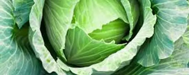 Cabbage (per head)