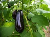 Eggplant (1 Kg)