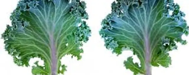 Kale (1 Bunch)