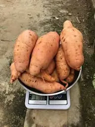 Orange Sweet Potatoes (1kg)