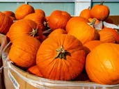 Pumpkin (per head)
