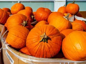 Pumpkin (per head)
